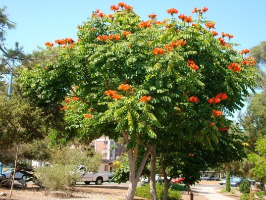 pohon spathodea