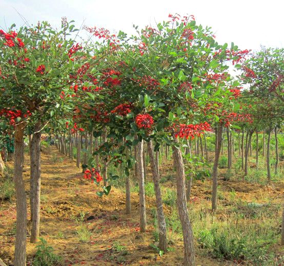 pohon dadap merah jakarta