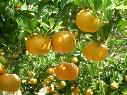 bibit jeruk keprok