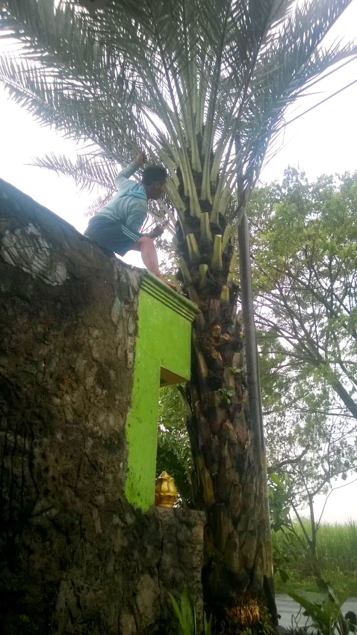 jual pohon kurma Lombok Utara