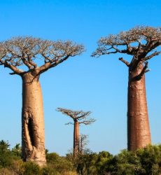 jual pohon baobab